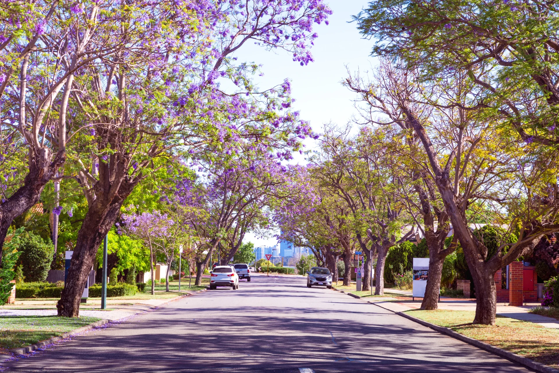 A street of jakaranda trees in Floreat, one of the safest suburbs to build a new home in Perth