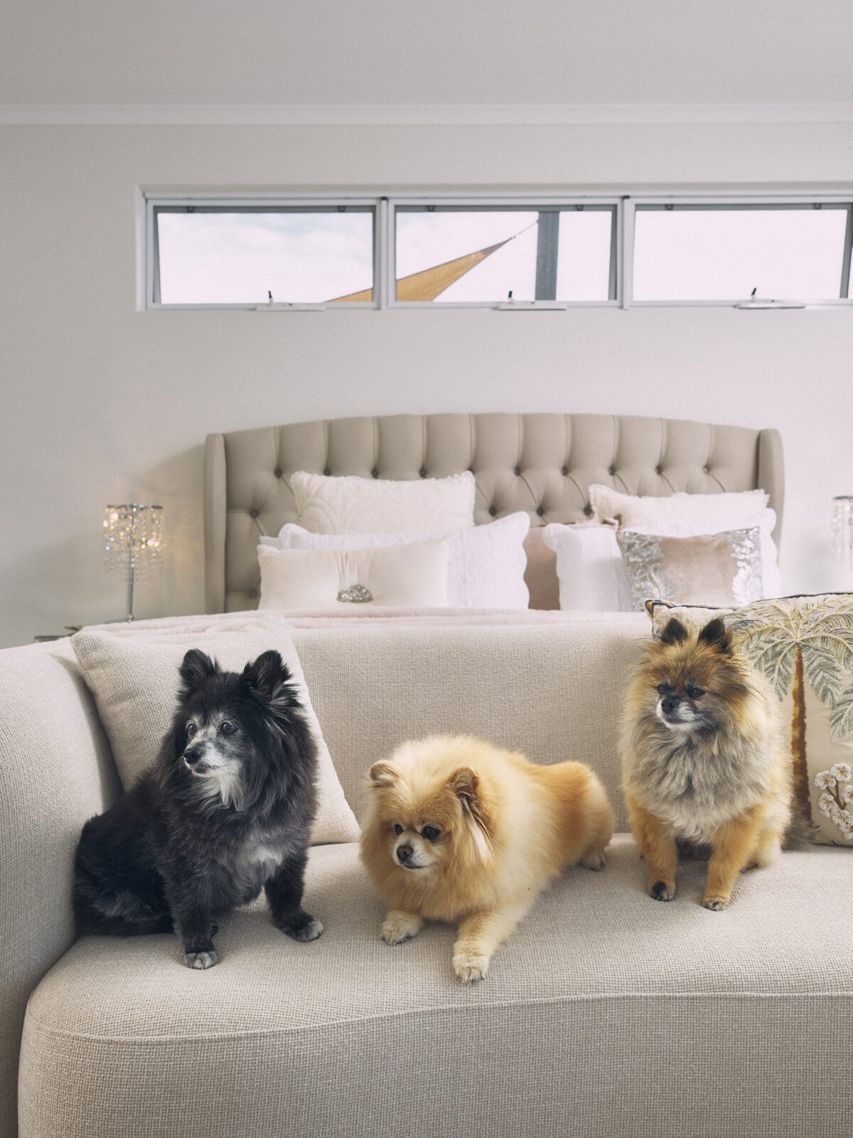 Three beautiful Pomeranian dogs sit on the couch in the master retreat. Built by Residential Attitudes.